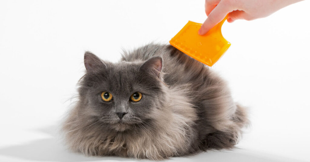 Best Brush For A Persian Cat