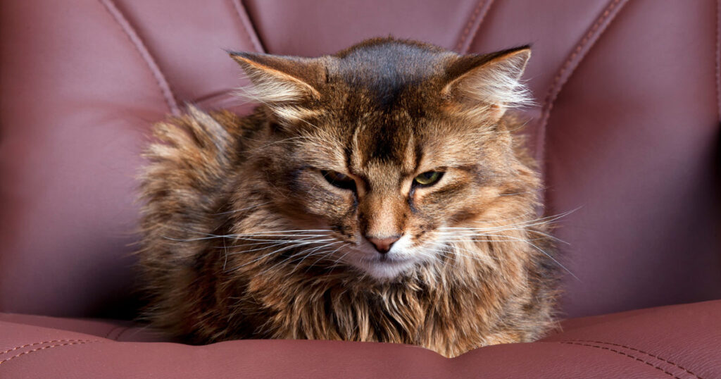 Best Cat Repellent For Leather Furniture