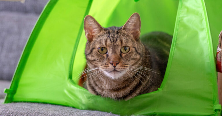Best Cat Tents