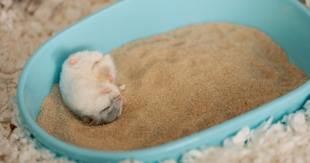 Best Sand For Hamsters