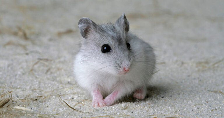 Is Reptile Sand Safe For Hamsters