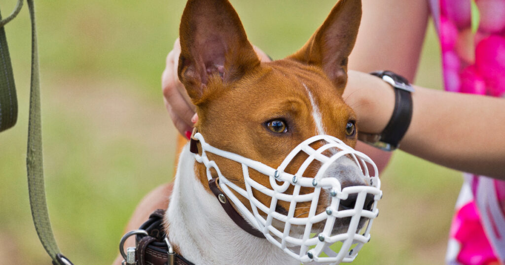 Alternatives to Electric Collars