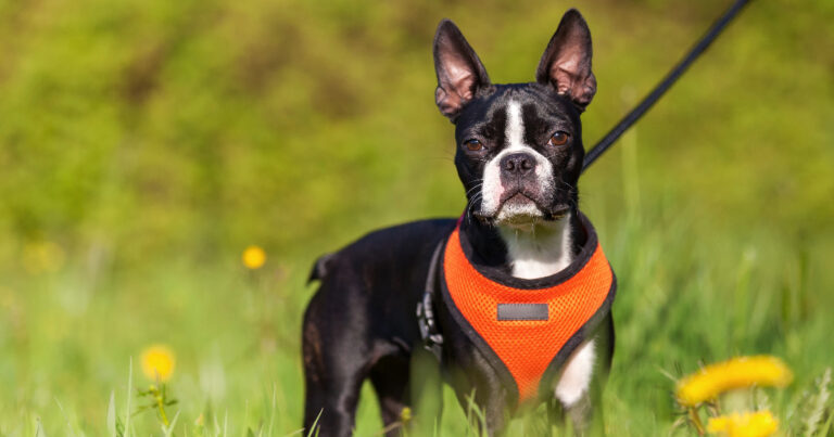 Best Dog Leash And Harness