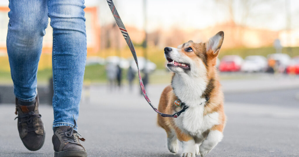 Best Dog Leash For Small Dogs