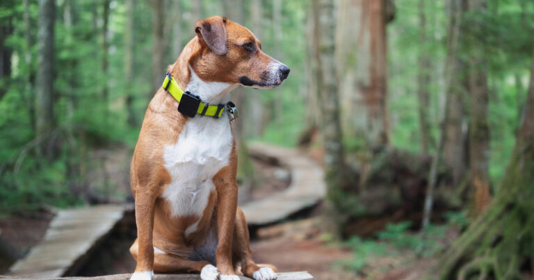 Best GPS Dog Collars