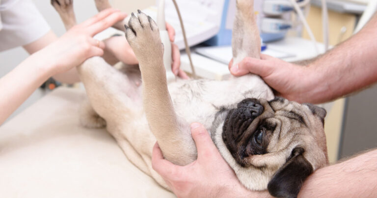 Best Ultrasound Machine For Dogs