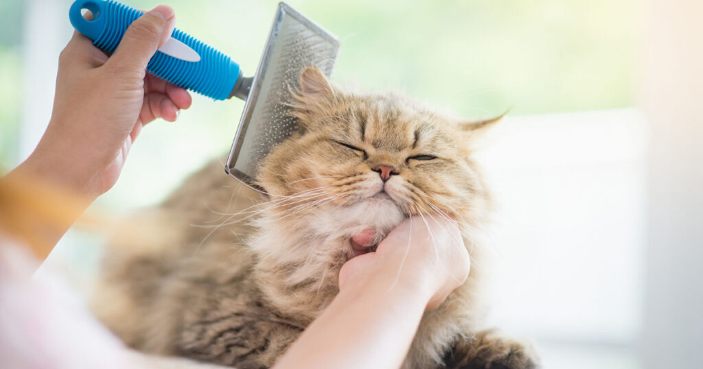 Brush and Comb Your Persian's Fur