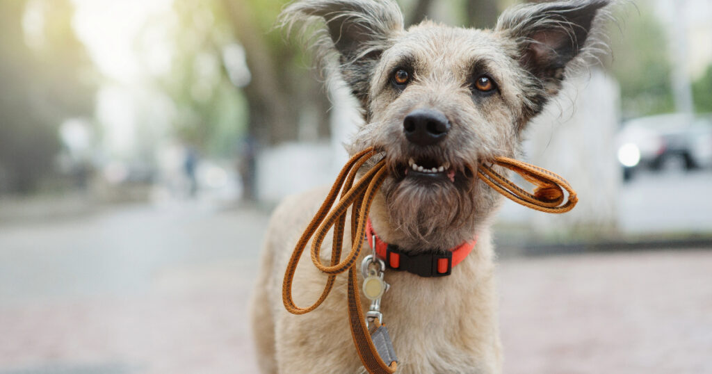 Collars Allow You to Attach a Leash for Walks