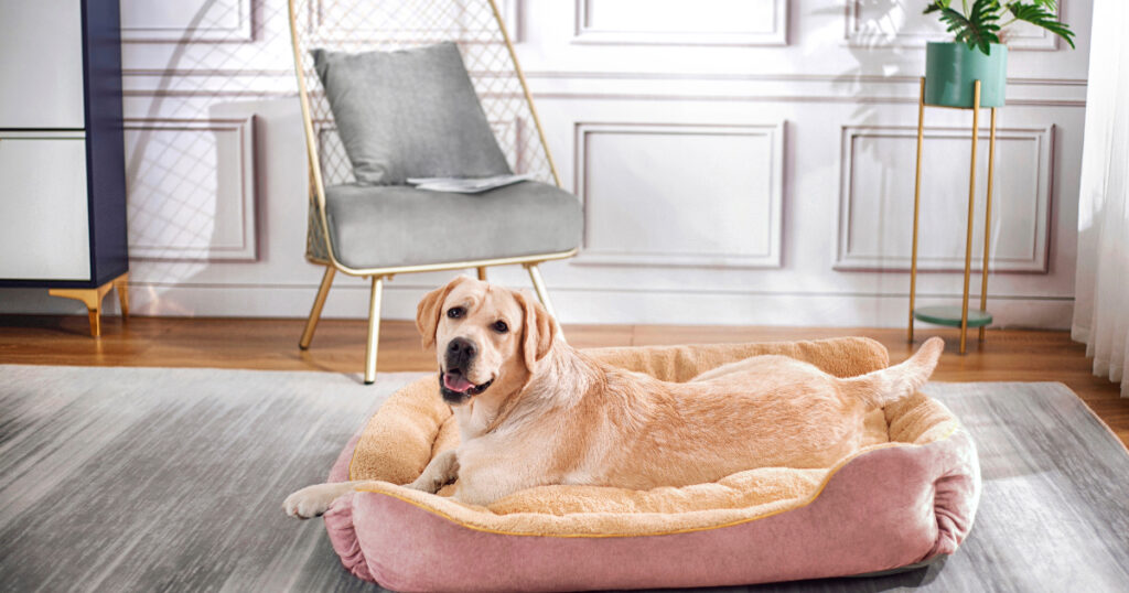 Dog Beds Provide Comfort and Support