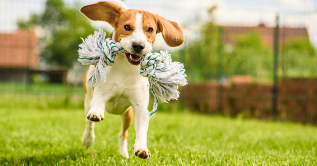 Exercise Your Dog Before Leash Training Sessions