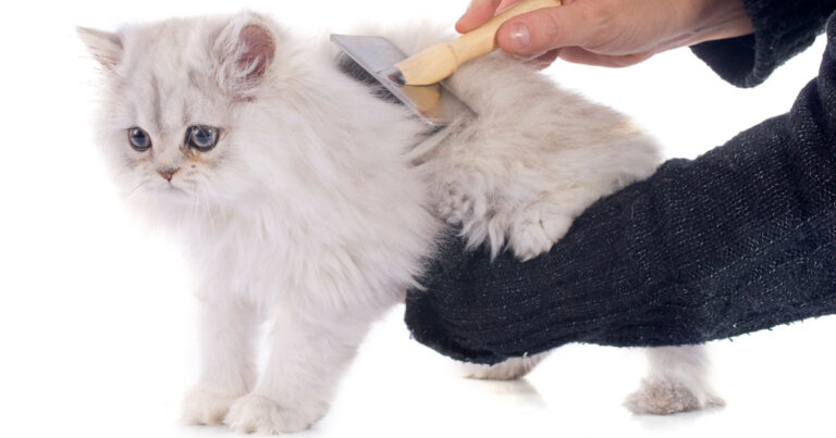 How to Groom a Persian Cat