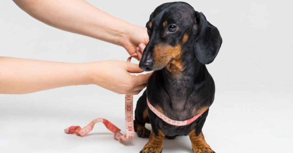 Measuring Your Dog for the Right Size Harness