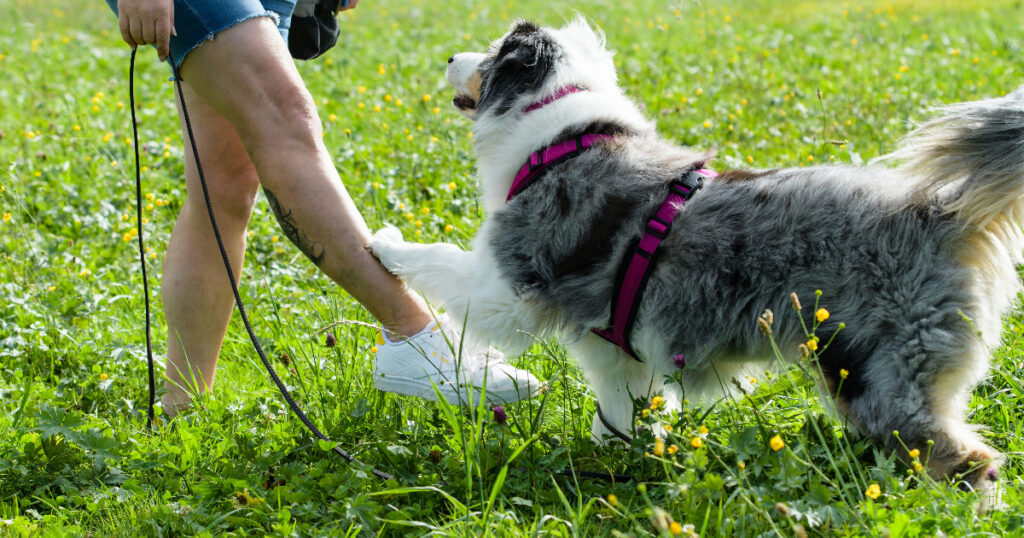 Use Positive Reinforcement to Motivate Your Dog