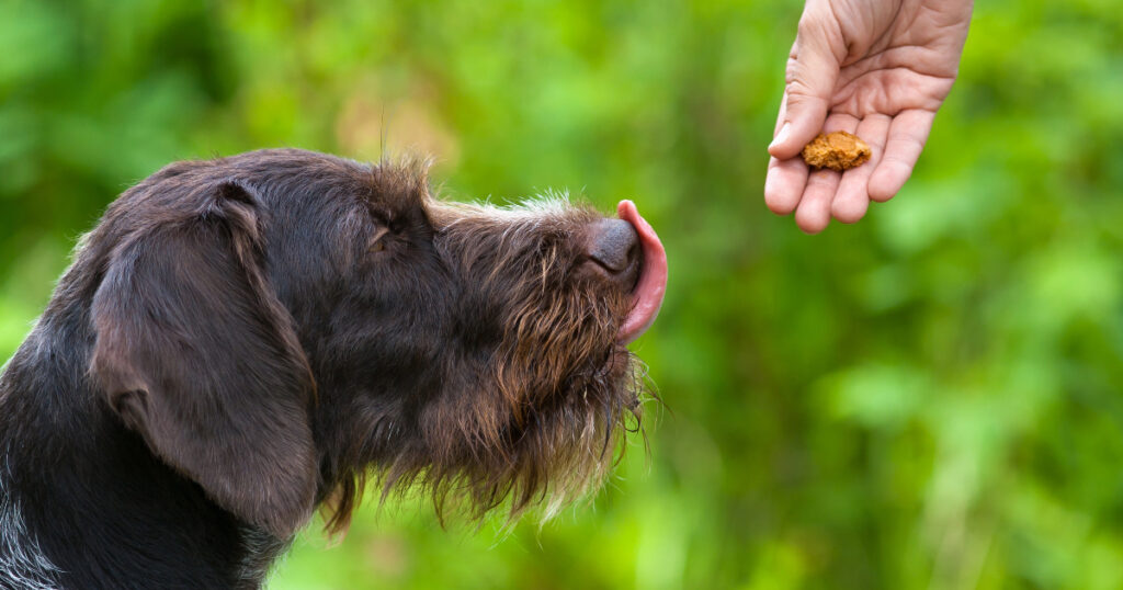 Use Treats to Reinforce Good Leash Manners