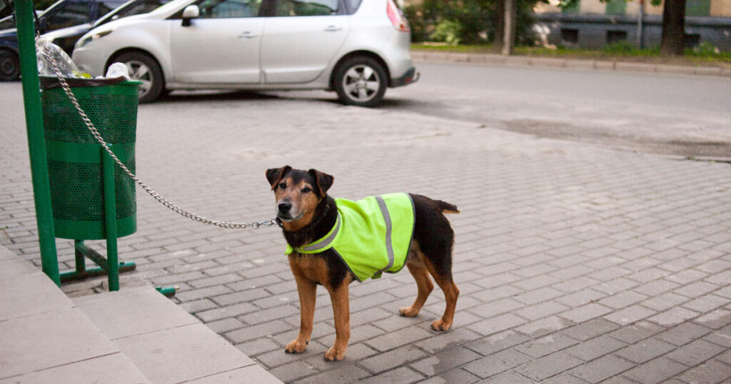 Using Reflective Collars to Keep Your Dog Visible