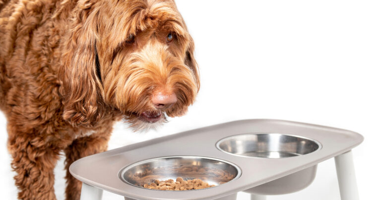 11 DIY Raised Dog Bowl Ideas