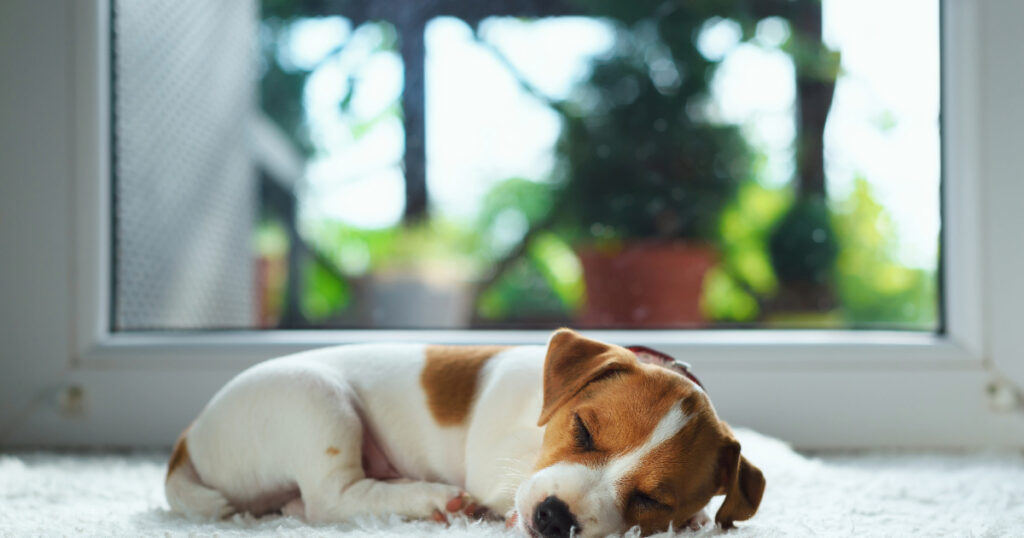 A Dogs Sleeping Habits