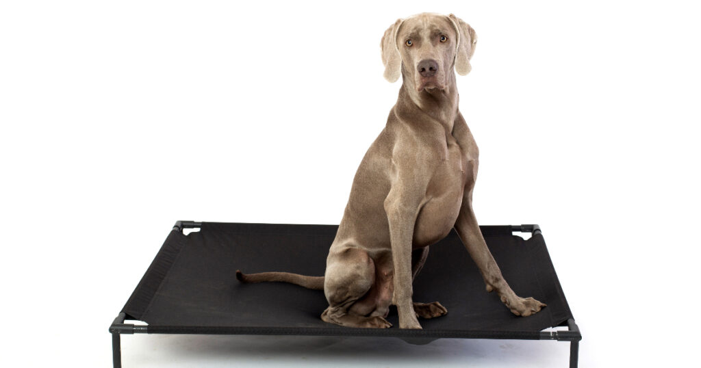 Are Elevated Dog Beds Better