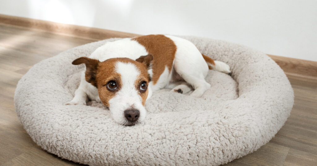Finding the Right Dog Bed