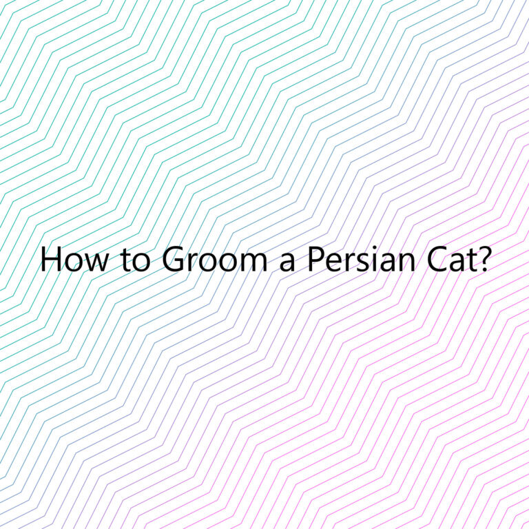 how to groom a persian cat 1783